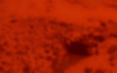 Orange tinted photograph of an arid area with some vegetation and small rocks.